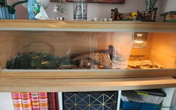 Corn Snake reptiles for sale: Beautiful 3ft corn snake with viv  - Image 3