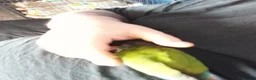 Conures birds for sale: Hand tamed conure and cage for sale in Glasgow - Advert 16