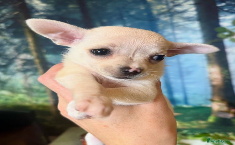 Chihuahua dogs - Advert 2