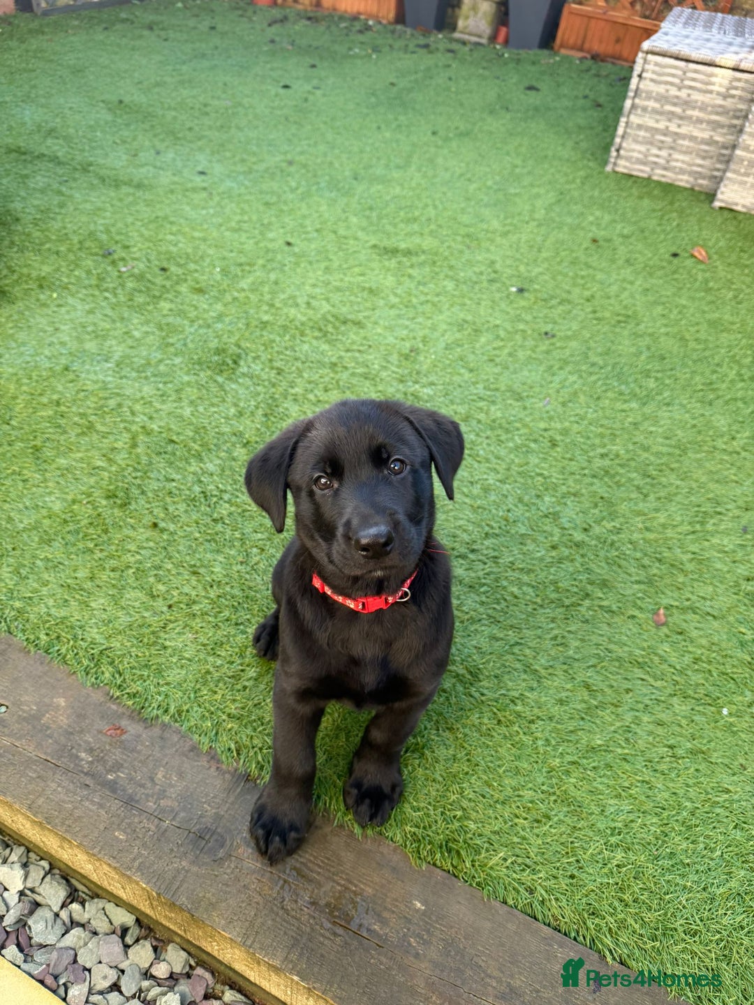 Mixed Breed dogs for sale: BLACK SHEPADOR  - Advert 3