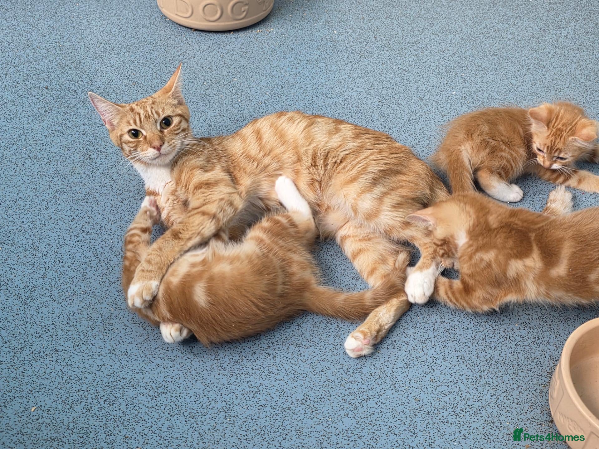 Mixed Breed cats Bengal and British shorthair  - Advert 1