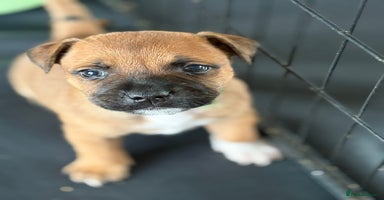 Staffordshire Bull Terrier dogs - Advert 1