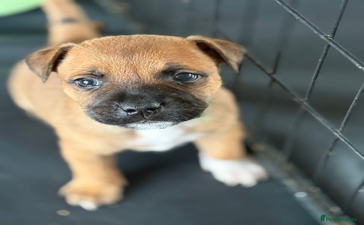 Staffordshire Bull Terrier dogs - Advert 4