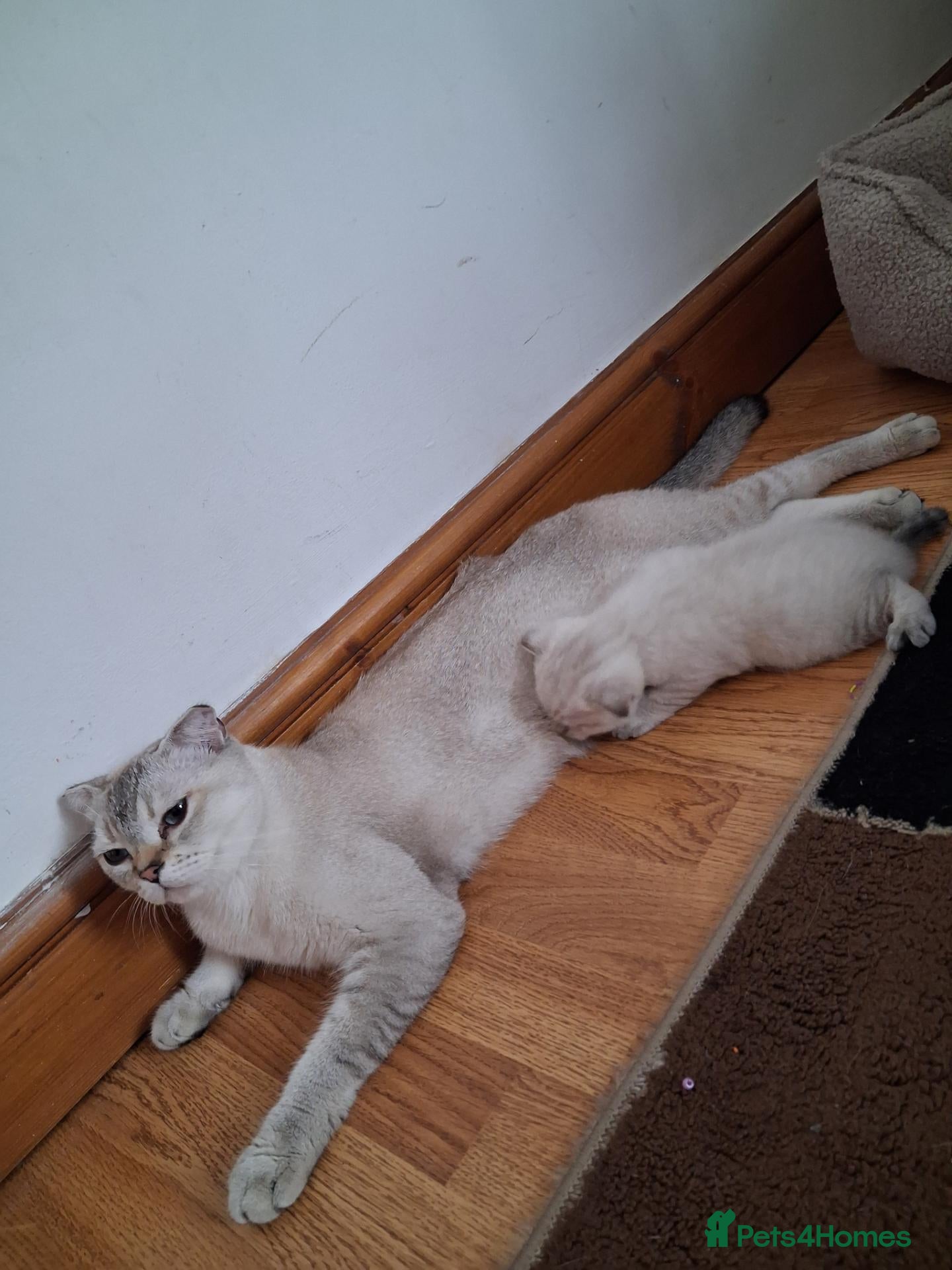 Scottish Fold cats Two beautiful Scottish Fold kittens - Advert 1