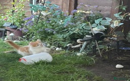 Mixed Breed cats for sale: Long haired kittens - Image 5
