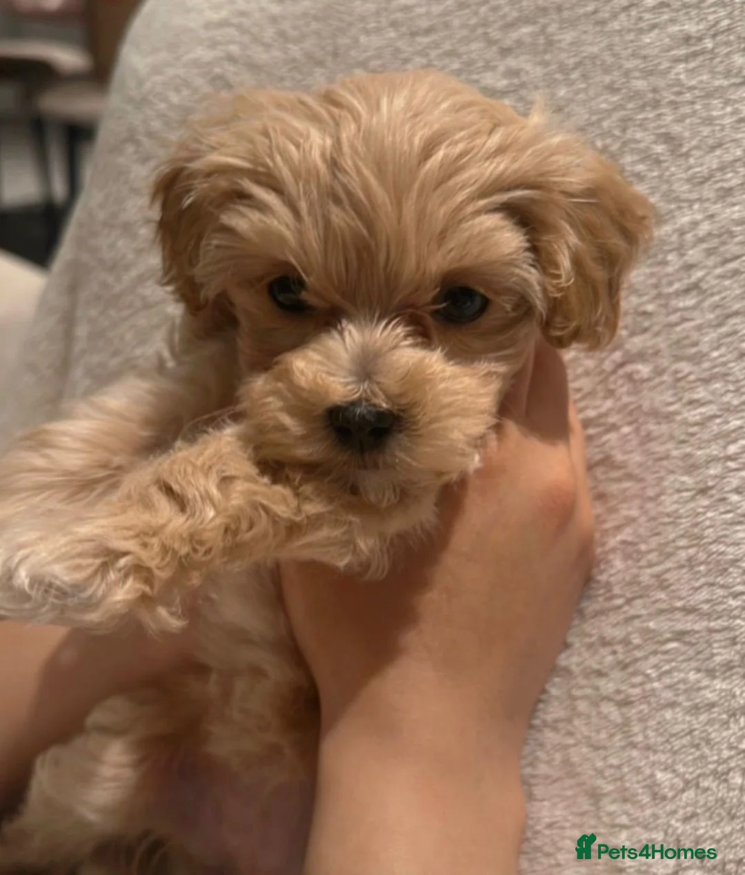 Maltipoo dogs for sale: Very tiny maltipoo  - Advert 5