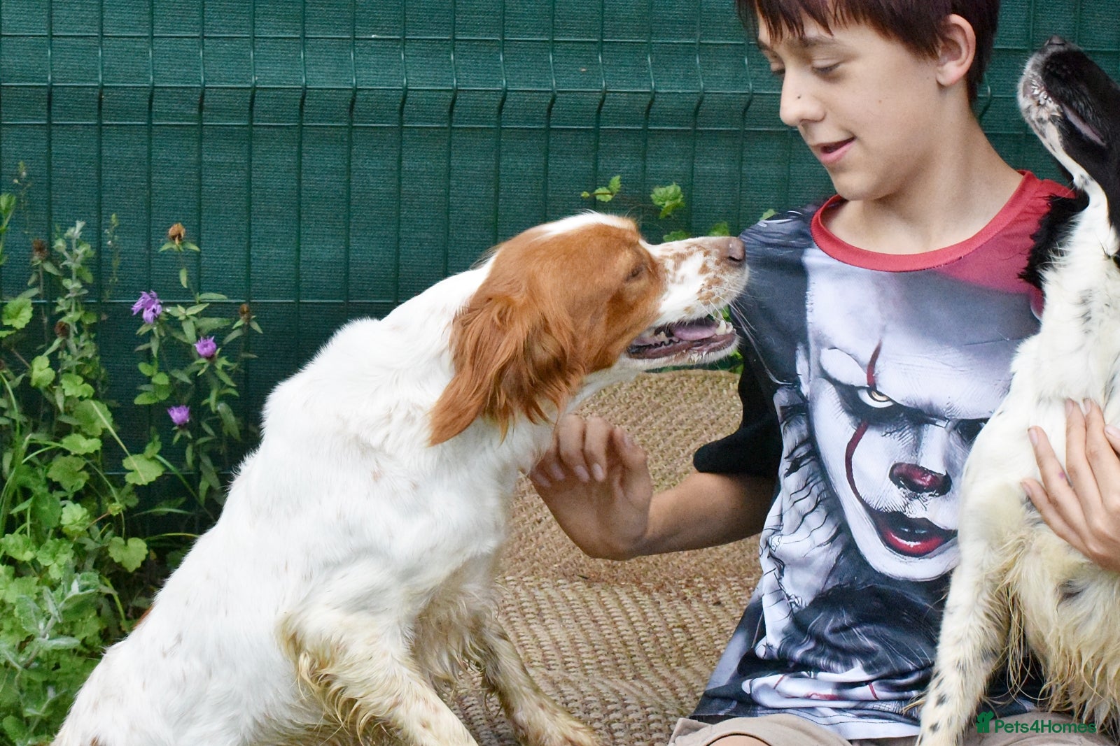 Brittany Spaniel dogs for adoption: Xara  in Consett - Advert 3
