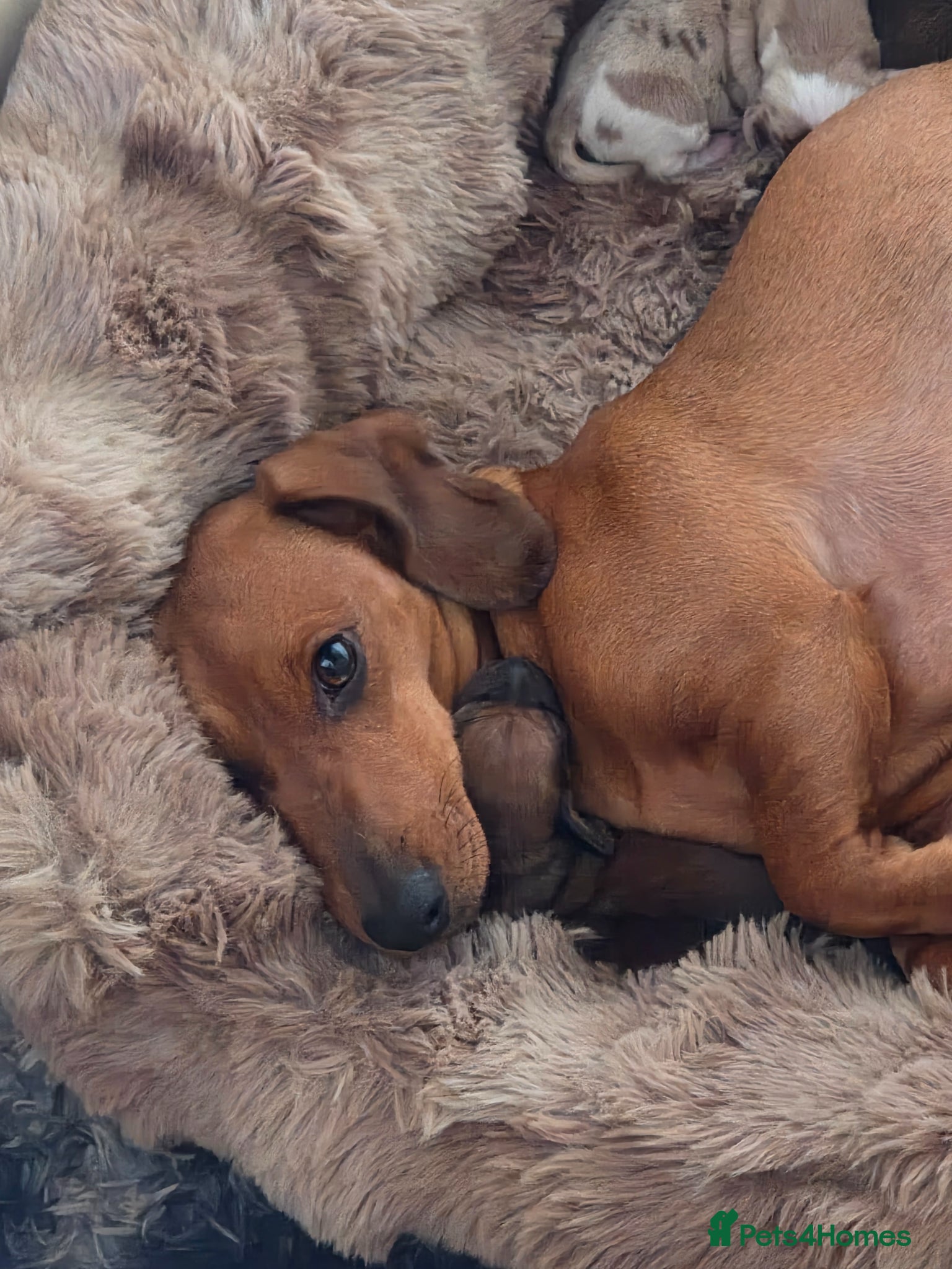 Miniature Dachshund dogs Miniature dachshund  - Advert 7