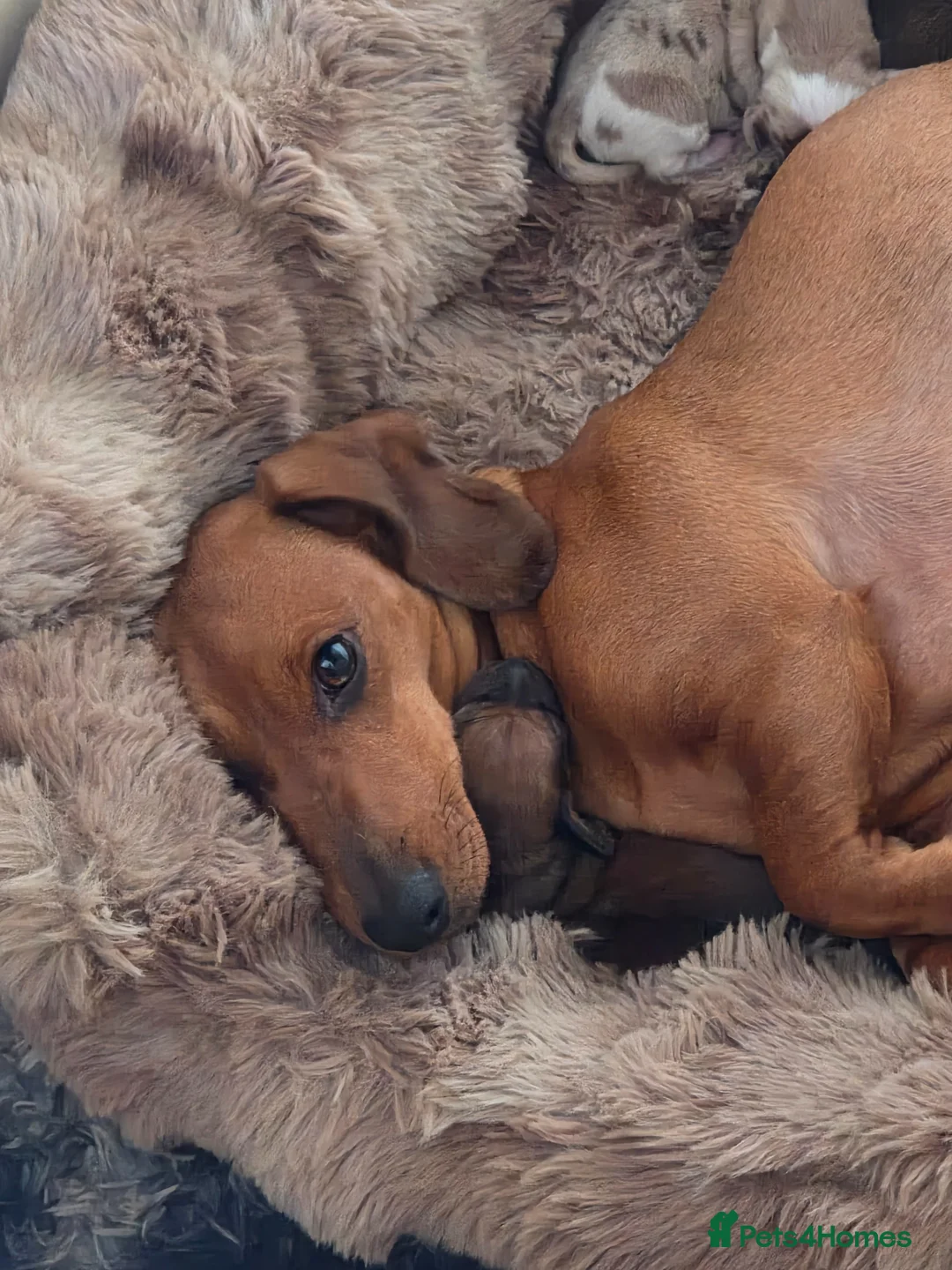 Miniature Dachshund dogs for sale: Miniature dachshund  - Advert 1