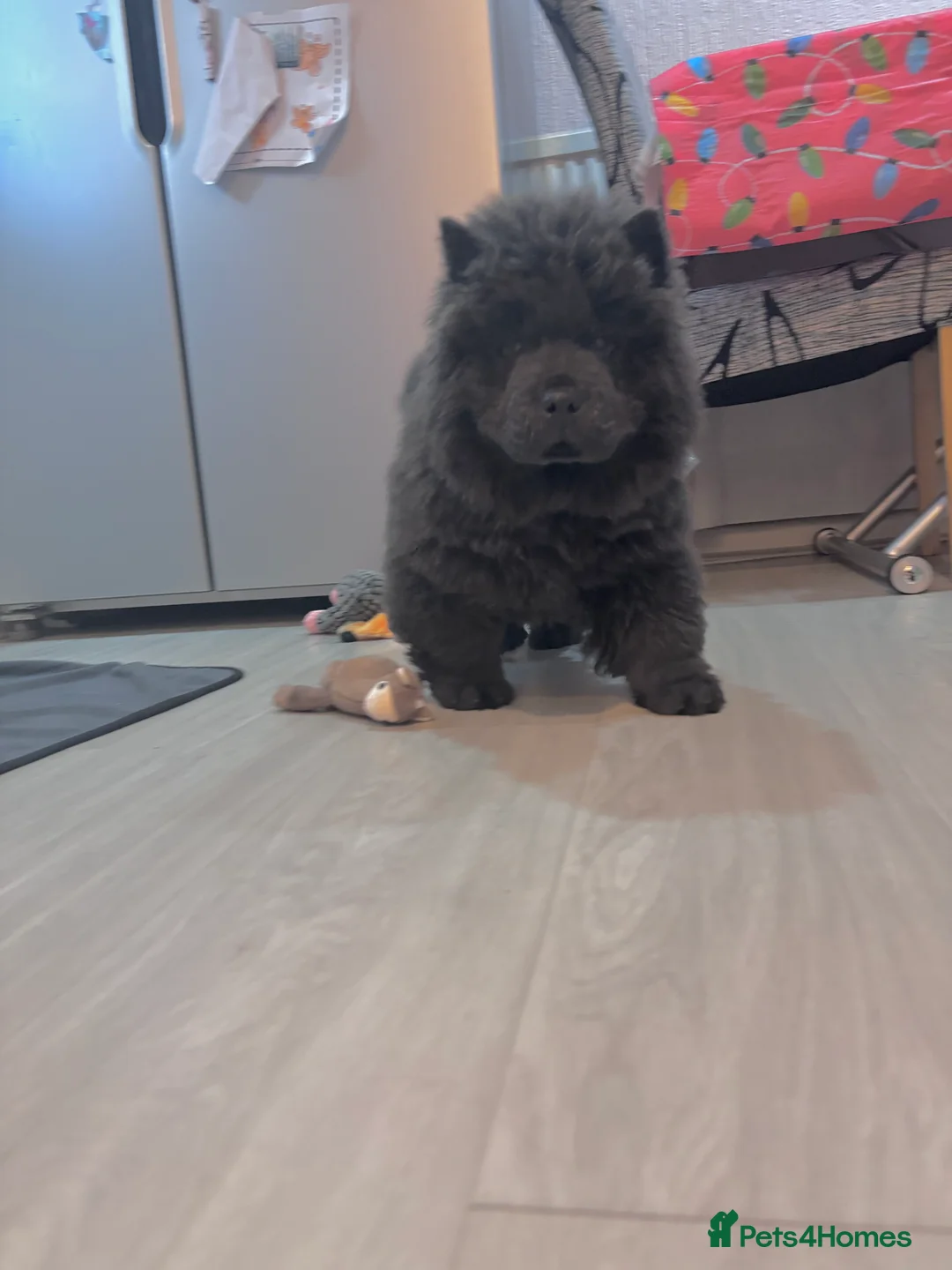 Chow Chow dogs for sale: Last Blue boy Chow Chow  - Advert 7