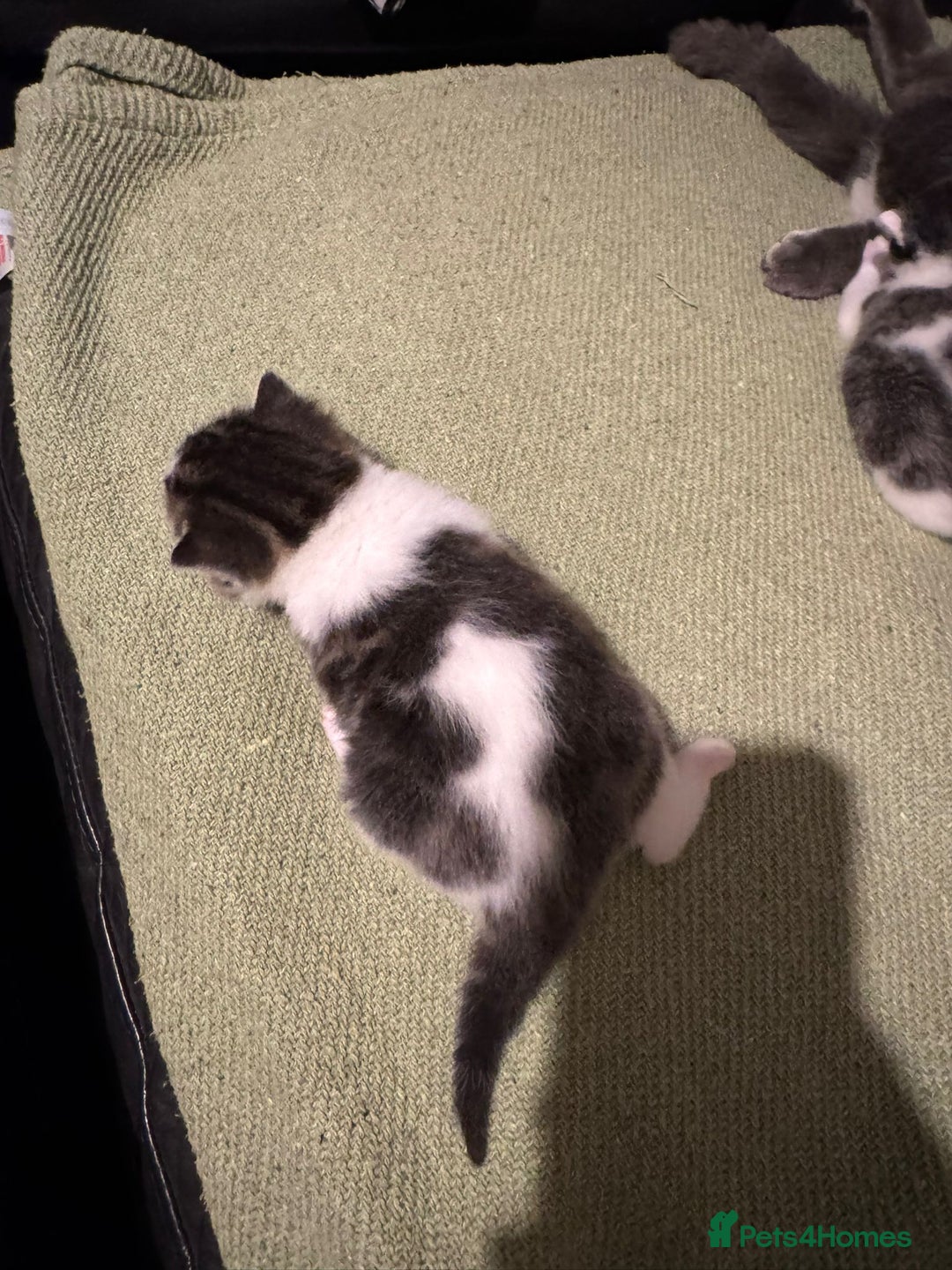 Mixed Breed cats for sale: Russian Blue x Tabby - Advert 18