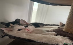Mixed Breed cats for sale: Beautiful mixed breed kittens - Image 33