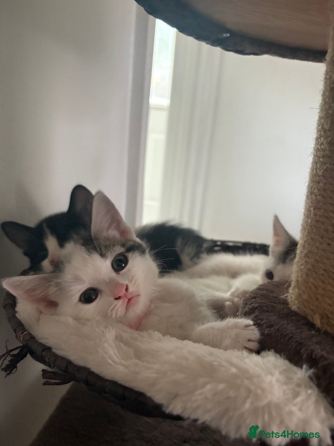 Mixed Breed cats for sale: Beautiful mixed breed kittens - Image 33