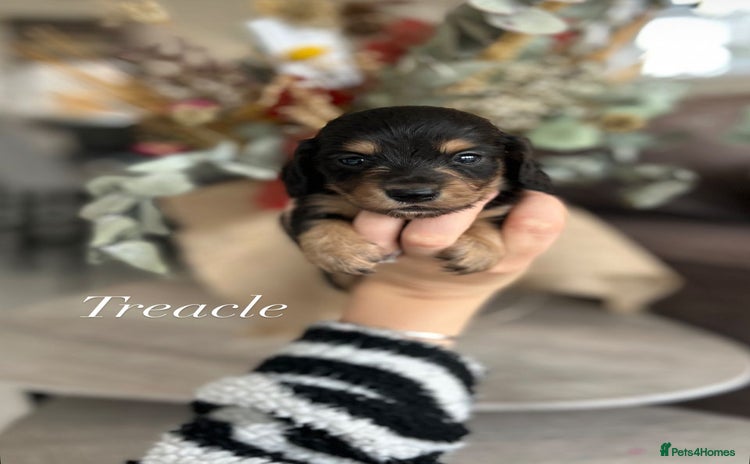 Miniature Dachshund dogs - Advert 14