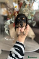 Miniature Dachshund dogs - Advert 6