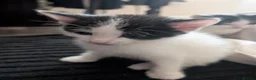 Domestic Shorthair cats for sale: 2 Male Kittens - Advert 3