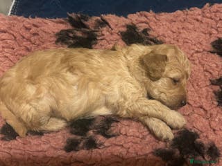 Toy Poodle dogs KC toy poodles by health tested parents - Advert 4