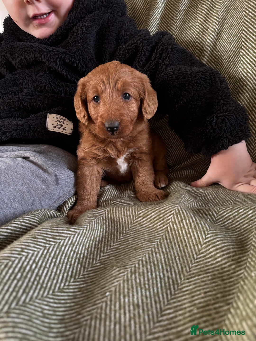 Australian Labradoodle dogs for sale: Deepest Red Australian Labradoodles - Advert 2
