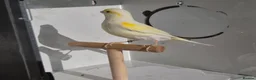 Canaries birds for sale: Red factors and Yellow Mosaics  - Advert 5
