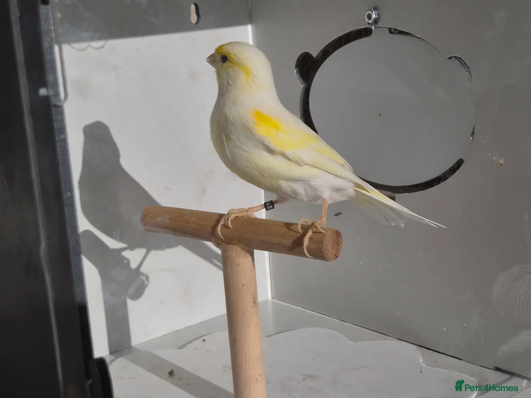 Canaries birds for sale: Red factors and Yellow Mosaics  - Advert 5