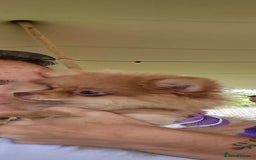 Pomeranian dogs for sale: Pomeranian,  from fully health tested parents  - Image 14