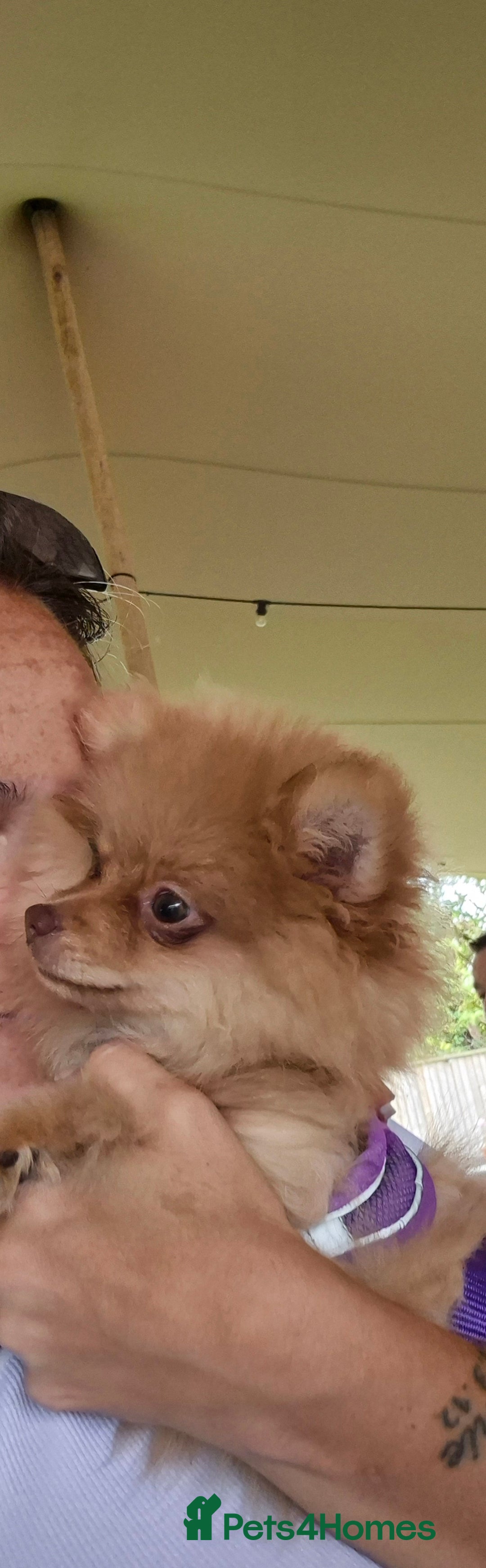 Pomeranian dogs for sale: Pomeranian,  from fully health tested parents  - Image 14