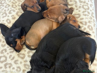 Dachshund dogs Dachshund puppies for sale - Advert 15