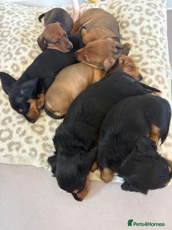 Dachshund dogs Dachshund puppies for sale - Advert 15