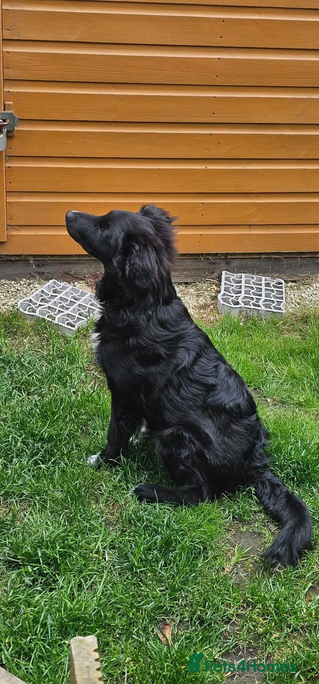 Mixed Breed dogs for sale: Todd, 6 month old collie cross  - Advert 3