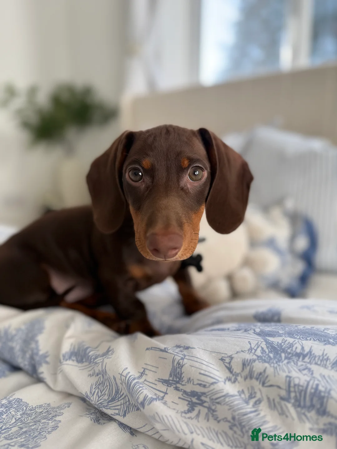 Dachshund dogs for sale: Chocolate & Tan dachshund - Advert 4