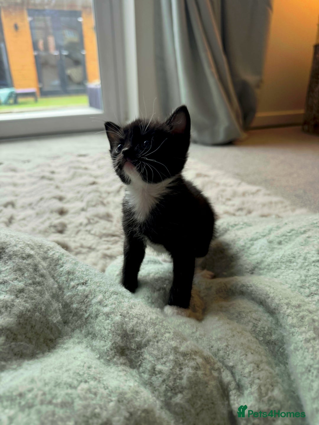 Domestic Shorthair cats for sale: Beautiful kittens, nearly ready for forever homes - Image 7