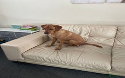 Labrador Retriever dogs for sale: Red fox Labrador  - Image 1