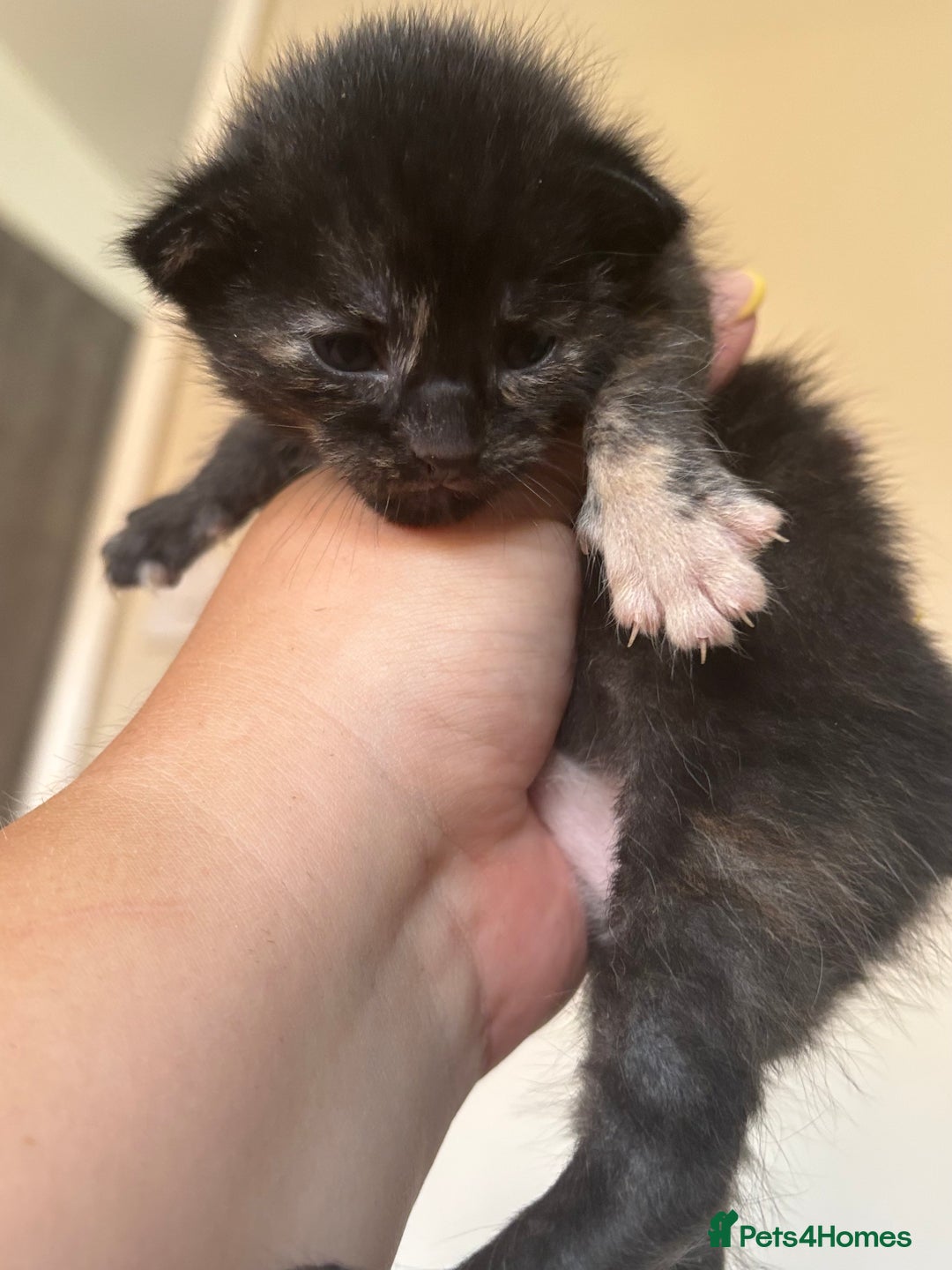 Maine Coon cats for sale: 5 bengal/maine coon kittens - Image 6