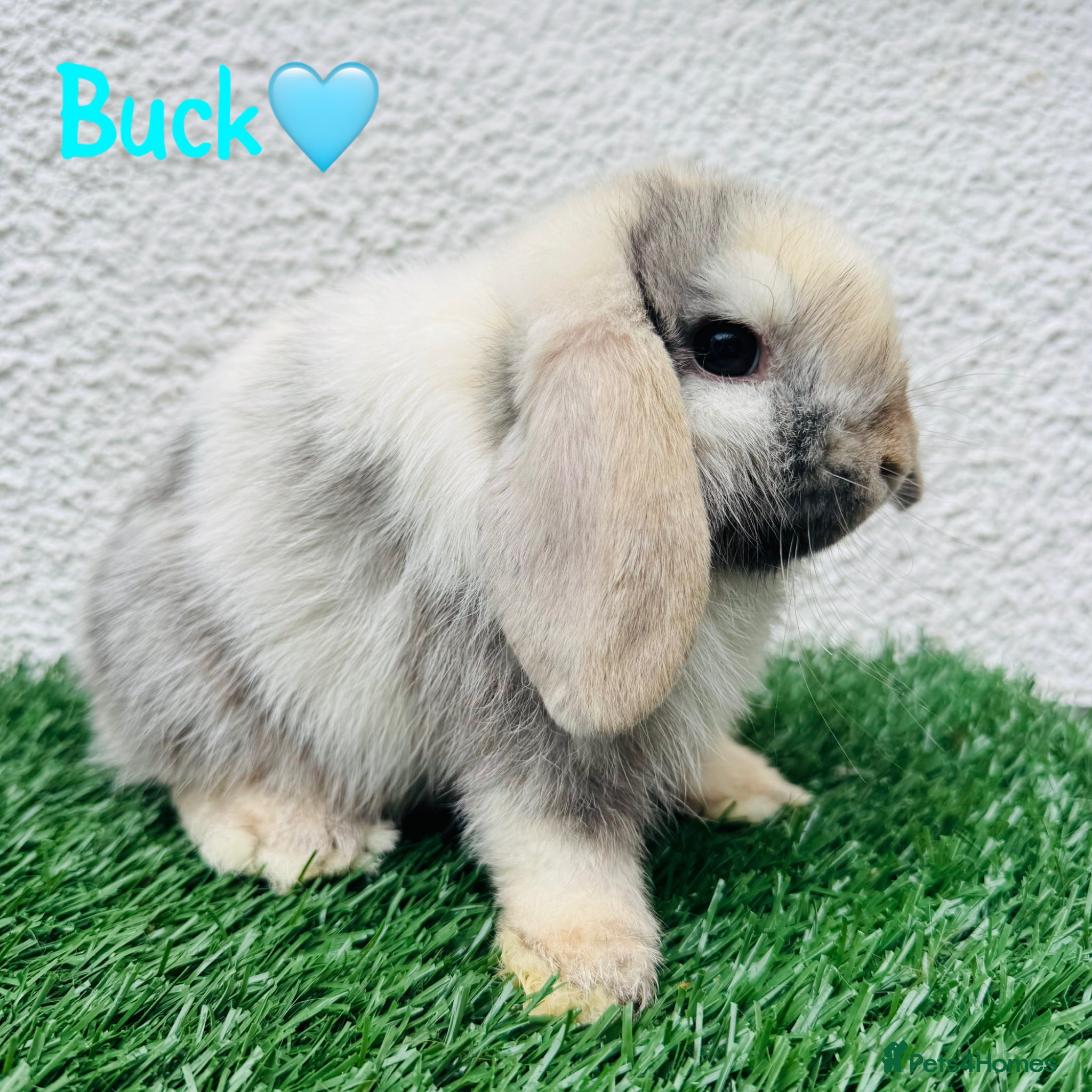 Mini Lop rabbits for sale: ✨Mini lop ready to rezerve ✨ - Advert 3