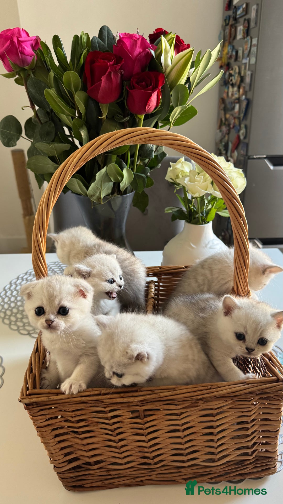 Scottish Fold cats for sale: 2 Scottish Girls  - Image 22