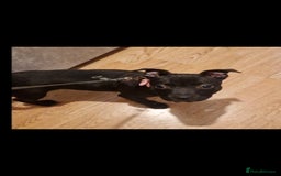 Staffordshire Bull Terrier dogs for sale: Female Staffy Pup 3 months - Image 2