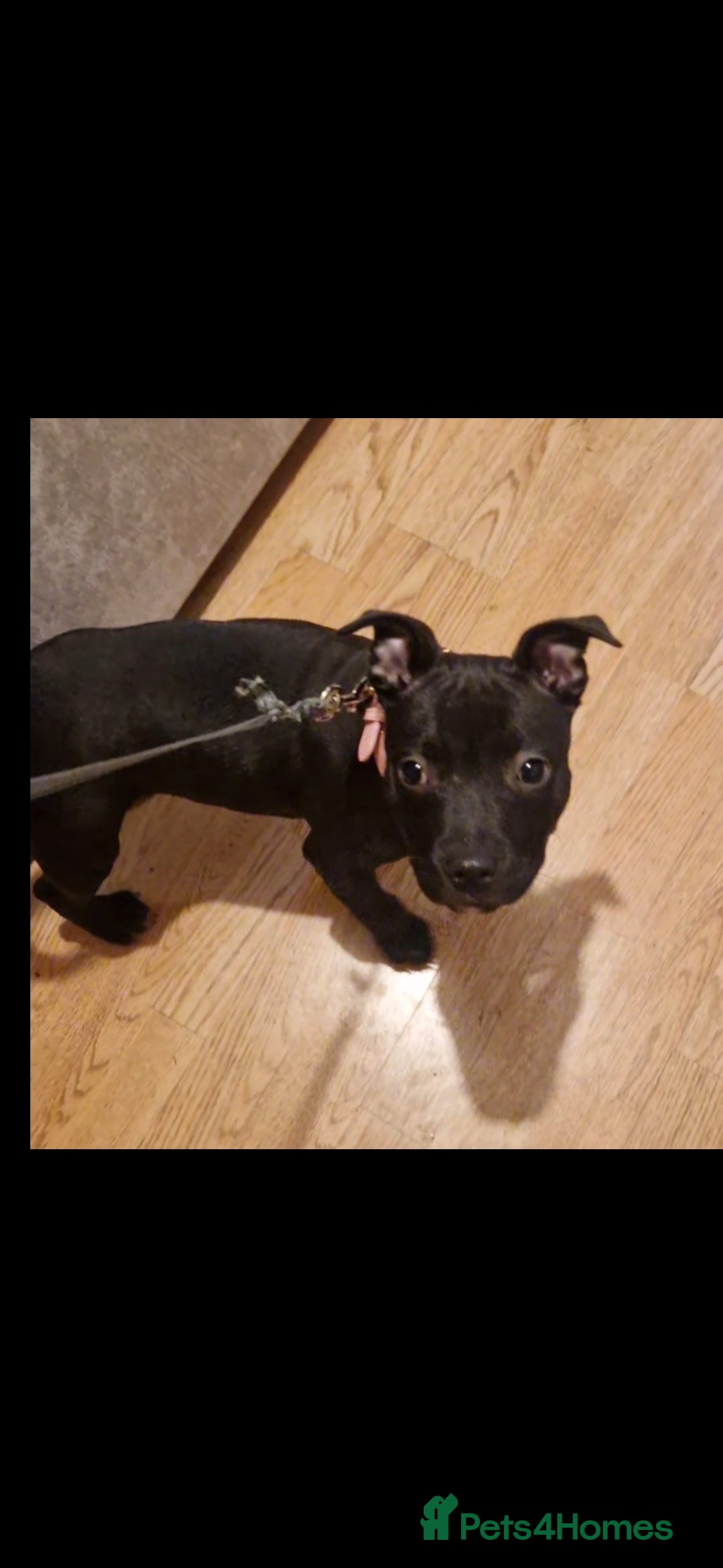 Staffordshire Bull Terrier dogs for sale: Female Staffy Pup 3 months - Image 2