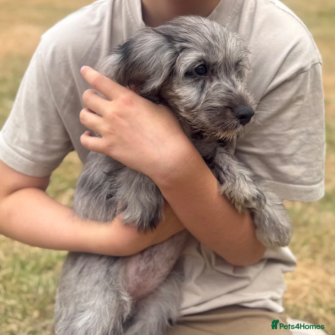 Cockapoo dogs for sale: Little Dottie beautiful Cavapoo  - Advert 5