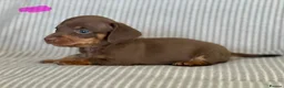 Miniature Dachshund dogs for sale: Miniature Dachshund puppies - Advert 7