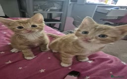 British Shorthair cats for sale: Four kitty's ready for new homes - Image 7