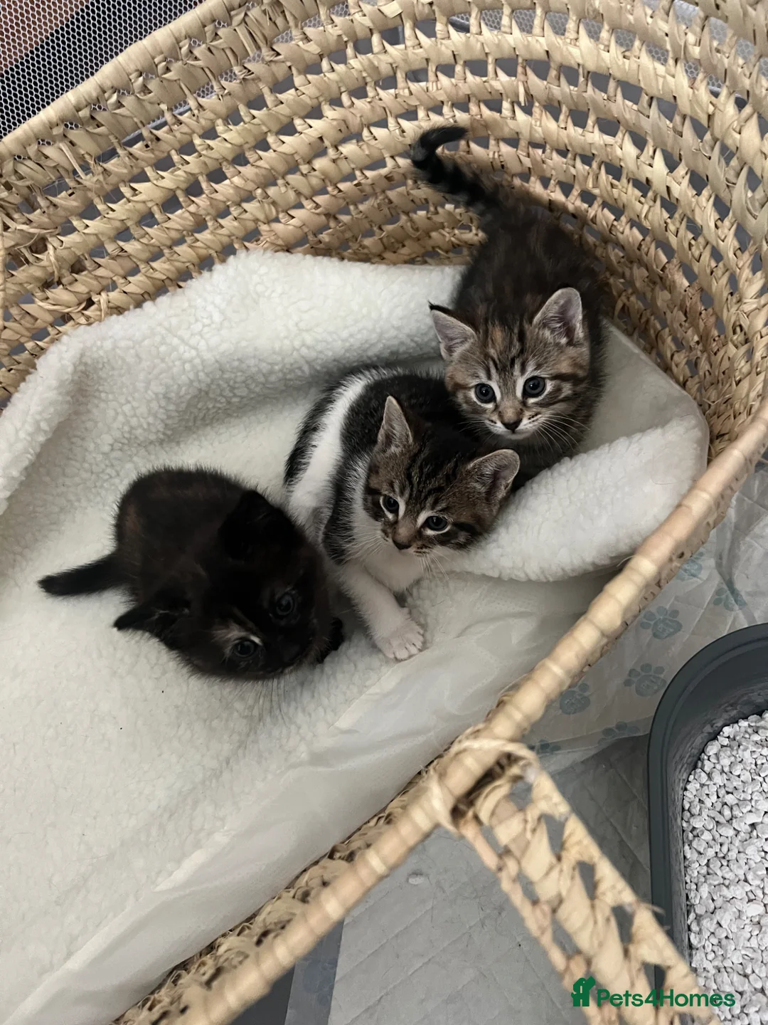 Mixed Breed cats for sale: Kittens  in Coventry - Advert 1