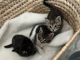 Mixed Breed cats Kittens - Advert 3