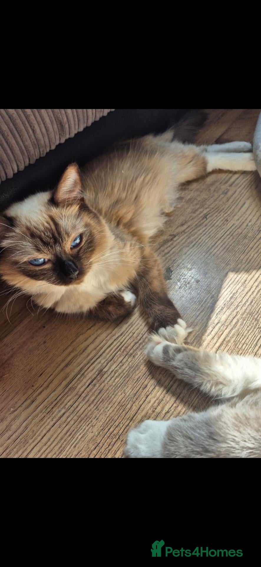 Ragdoll cats I have 4 beautifull Kittens available  - Advert 4