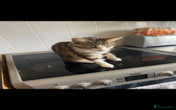 Mixed Breed cats for sale: Loving cats - Image 1