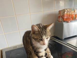 Mixed Breed cats - Advert 1