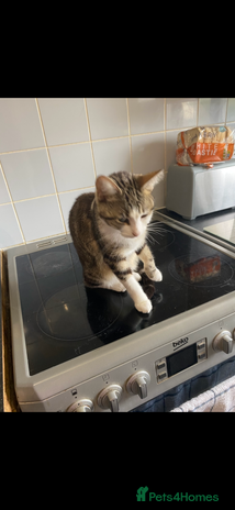 Mixed Breed cats - Advert 1