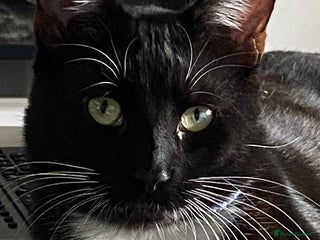 Bombay cats Two cats to Rehome - Advert 1