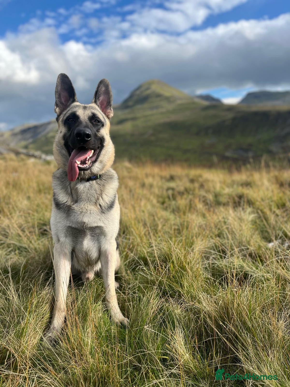 German Shepherd dogs Rare East european shepherd uk - Advert 1