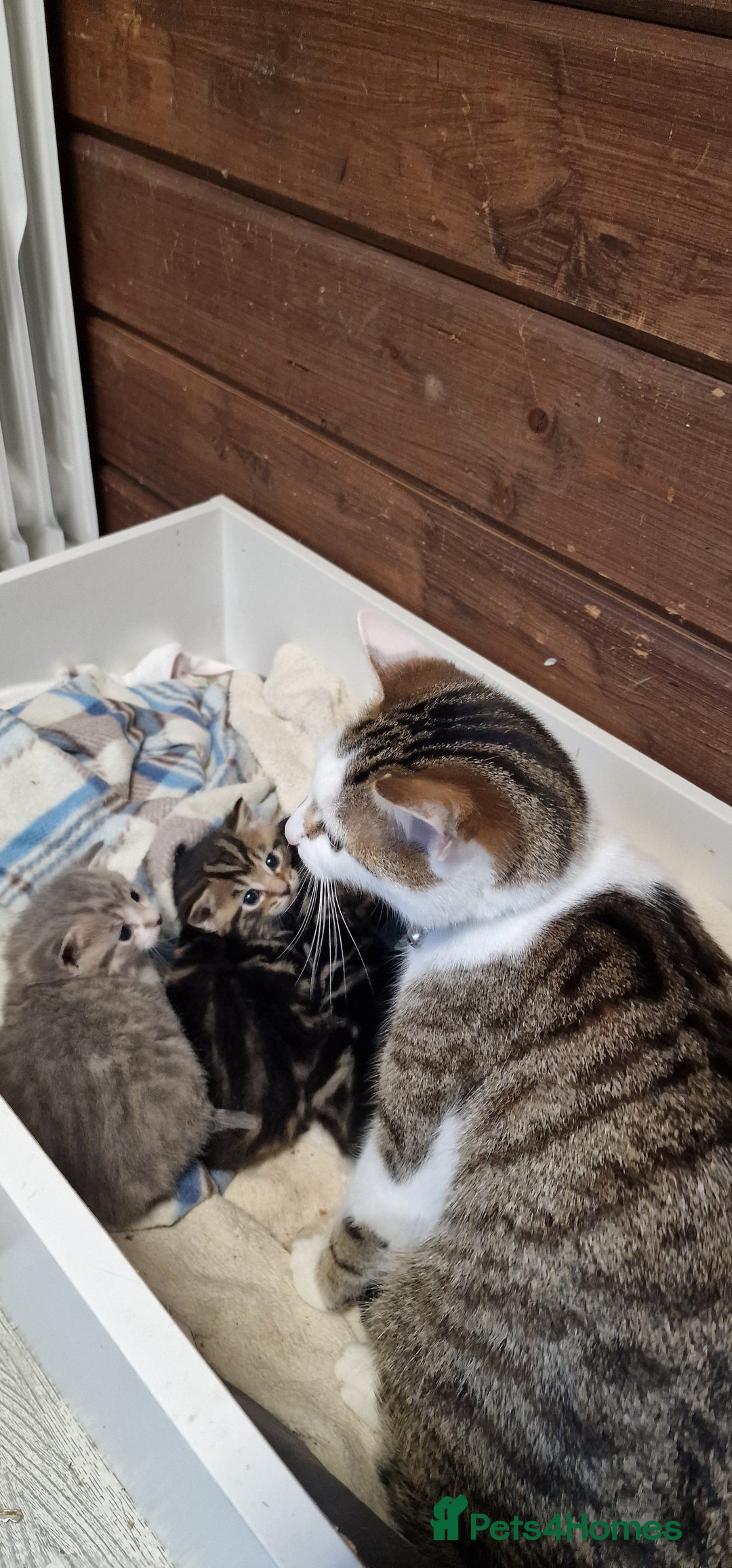 Mixed Breed cats for sale: 3 Gorgeous Kittens - Advert 21