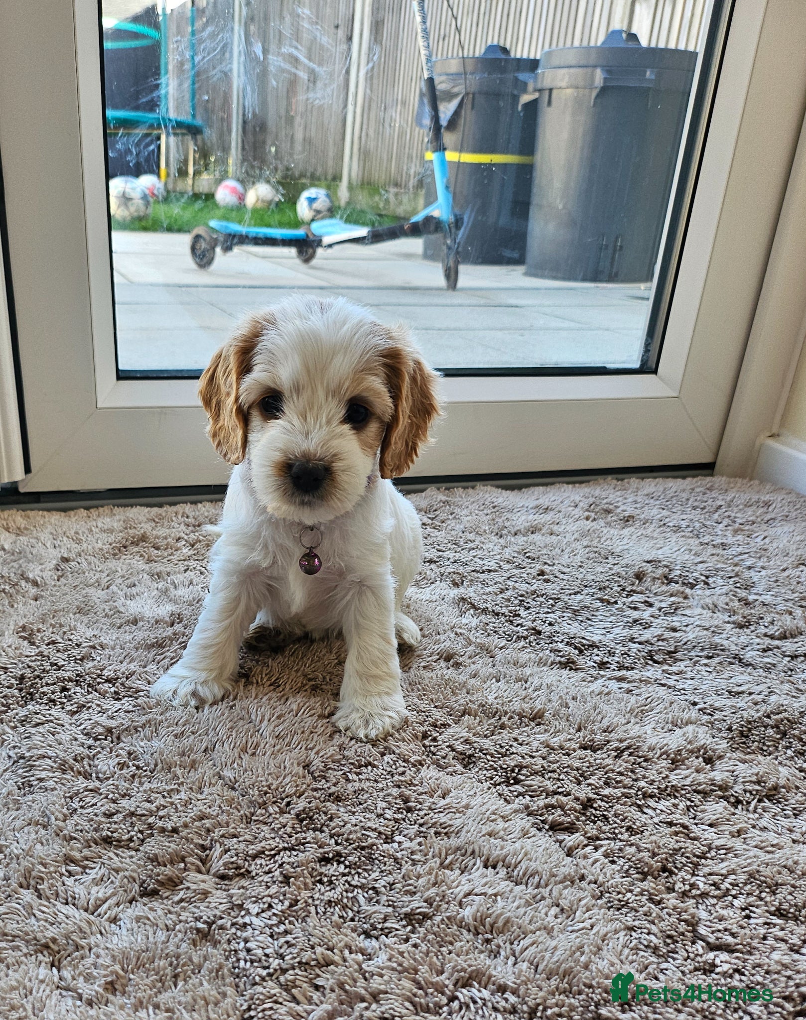 Cockapoo dogs 1 little princess available 💖👑💗 - Advert 1